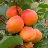 Tüplü Aşılı Yarı Bodur Mut Sofralık Aldeniz Kayısı Fidanı thumbnail 5