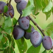 Tüplü Aşılı Yarıbodur Sofralık Kurutmalık Stanley Erik Fidanı thumbnail 4