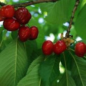 Tüplü Aşılı Yarı Bodur Erkenci Lorry  Kiraz Fidanı thumbnail 3