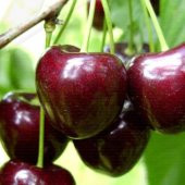 Tüplü Aşılı Yarı Bodur Giant Fella Kiraz Fidanı thumbnail 2