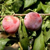 Tüplü Aşılı Yarıbodur Verimli Santa Rosa Japon Erik Fidanı thumbnail 5