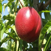 Tüplü Aşılı Yarı Bodur Red Giant Nektarin Fidanı - 1