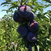 Tüplü Aşılı Yarıbodur Black Amber Japon Erik Fidanı thumbnail 4