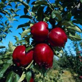 Tüplü Aşılı Yarıbodur Verimli Joremini Elma Fidanı thumbnail 2