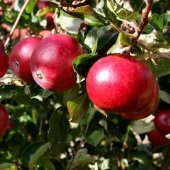 Tüplü Aşılı Yarıbodur Aromalı Early Red One Elma Fidanı - 1