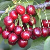 Tüplü Aşılı Yola Dayanıklı Lambert Kiraz Fidanı thumbnail 1