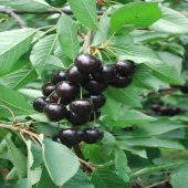 Tüplü Aşılı Koyu Kırmızı Kordia Kiraz Fidanı thumbnail 3