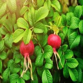 Tüplü Şifalı  Rosa Rugoso Kuşburnu Fidanı - 6