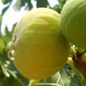 Tüplü Yöresel Akdeniz Sinap İncir Fidanı thumbnail 1