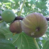 Tüplü Yöresel Karadeniz Patlıcan İncir Fidanı - 2