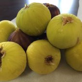 Tüplü Sofralık Kurutmalık Beyaz Lop İncir Fidanı thumbnail 2