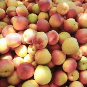 Tüplü Aşılı Bol Verimli Sakıt-2 Şekerpare Kayısı Fidanı thumbnail 1