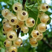 Tüplü Nadir Çeşit Aromalı Sarı Frenk Üzümü Fidanı thumbnail 6