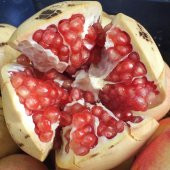 Tüplü Tescilli Silifke Keben Nar Fidanı thumbnail 4