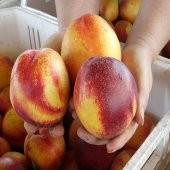 Tüplü Aşılı Morsianna Nektarin Fidanı thumbnail 1