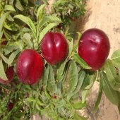 Tüplü Aşılı Erkenci Zinkal 7 Nektarin Fidanı thumbnail 1