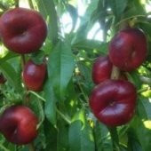 Tüplü Aşılı Kendine Verimli Basık Nektarin Fidanı - 4