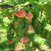 Tüplü Aşılı Sarı Kırmızı Quen Crest Şeftali Fidanı thumbnail 5