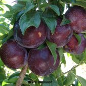 Tüplü Aşılı Black Diamond Siyah Japon Erik Fidanı thumbnail 5