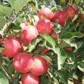 Tüplü Aşılı Verimli Güzlük Mondial Gala Elma Fidanı thumbnail 1