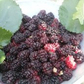 Tüplü 4 Yaş Özel Ekşi Kara Urmu Dut Fidanı (120-180 cm) - 8