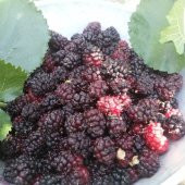 Tüplü Özel Çeşit Ekşi Kara Urmu Dut Fidanı (20-40 Cm) - 10