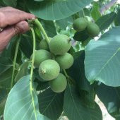 Tüplü Aşılı Bol Verimli Salkım Pedro Ceviz Fidanı - 2