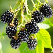 Tüplü Yüksek Verimli Aromalı Arapaho Böğürtlen Fidanı - 4