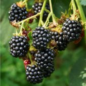 Tüplü Bol Verimli Dikensiz Bursa-3 Böğürtlen Fidanı thumbnail 5