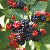 Tüplü Bol Verimli Dikensiz Chester Böğürtlen Fidanı thumbnail 4