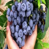 Tüplü Jubilee Bluberry Yaban Mersini Fidanı - 1