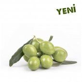 Tüplü Aşılı İçi Doldurulabilen Sarı Ulak Zeytin Fidanı thumbnail 3