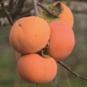 Tüplü Çikolata Aromalı Hachiya Trabzon Hurması Fidanı - 4