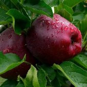 Tüplü Aşılı İri Meyveli Scarlet Spur Elma Fidanı thumbnail 5