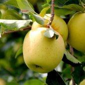 Tüplü Aşılı Bol Verimli Aromalı Golden Elma Fidanı - 1