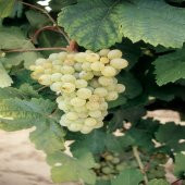 Tüplü Şaraplık Clariette Blanch Üzüm Fidanı - 3