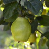 Tüplü Aşılı İstanbul Ayvası Verimli Ege 22 Ayva Fidanı - 2