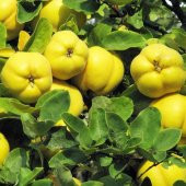 Tüplü Aşılı Bol Sulu Verimli Leziz Eşme Ayva Fidanı thumbnail 5