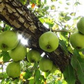 Tüplü Aşılı Verimli Erkenci Kara Hüseyin Armut Fidanı thumbnail 5