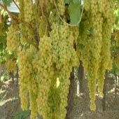 Tüplü Yemesi Güzel Çekirdeksiz K7 Üzüm Fidanı thumbnail 4