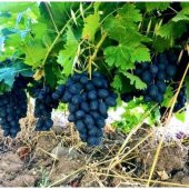Tüplü Sofralık Koyu Mavi Horoz Karası Üzüm Fidanı - 3