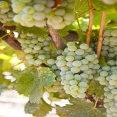 Tüplü Verimli Sauvignon Blanc Üzüm Fidanı - 4