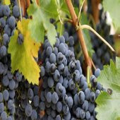 Tüplü Özel Ürün Tekirdağ Çekirdeksiz Üzüm Fidanı thumbnail 2