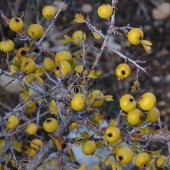 Tüplü Yabani Dikenli Sarı Alıç Fidanı thumbnail 1