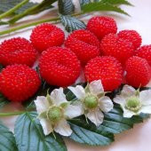 Tüplü Bodur Saksılık Nadir Çilek Ahududu Fidanı thumbnail 4