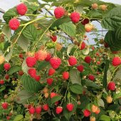 Tüplü Yüksek Verimli Aromatik Aksu Pembesi Ahududu Fidanı - 4