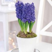 Hyacinthus Blue Pearl Sümbül Soğanı (3 adet) - 6