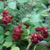 Tüplü Wineberry Japon Böğürtleni Şarap Ahududu Fidanı thumbnail 6