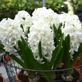 Hyacinthus Aiolos Beyaz Sümbül Soğanı (3 adet) - 5