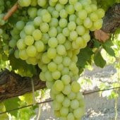 Tüplü 3A261 Tekirdağ Çekirdeksiz Siyah Üzüm Fidanı thumbnail 6